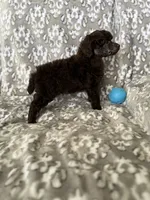 AKC Otto, a male Poodle - Miniature  for sale in Tecumseh, OK – 4 of 4