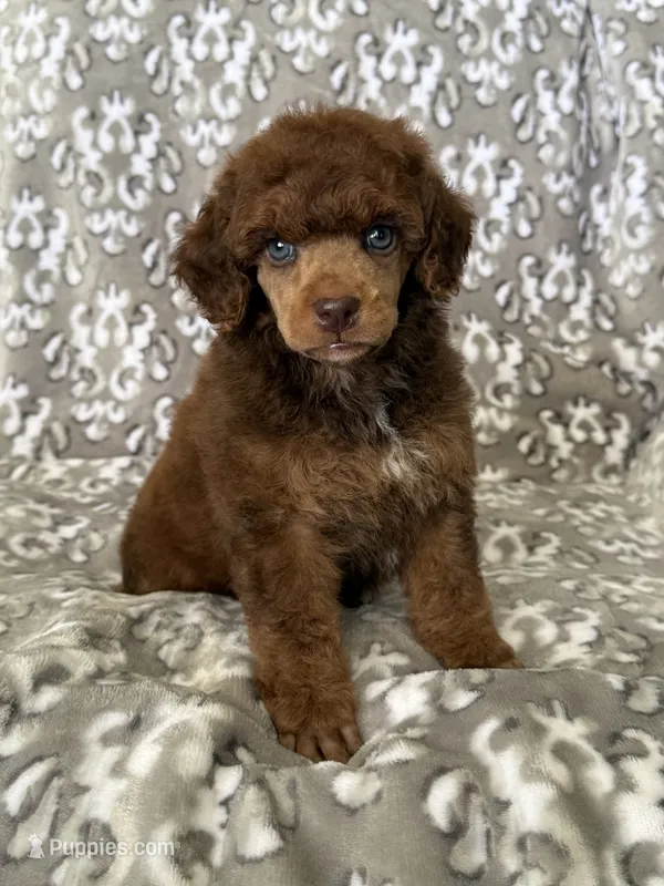 AKC Ziggy – Poodle - Miniature  puppy for sale in Tecumseh, OK