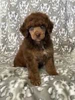 AKC Ziggy, a male Poodle - Miniature  for sale in Tecumseh, OK – 1 of 3