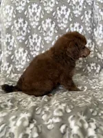 AKC Ziggy, a male Poodle - Miniature  for sale in Tecumseh, OK – 2 of 3