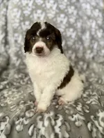 AKC Odin, a male Poodle - Miniature  for sale in Tecumseh, OK – 1 of 4