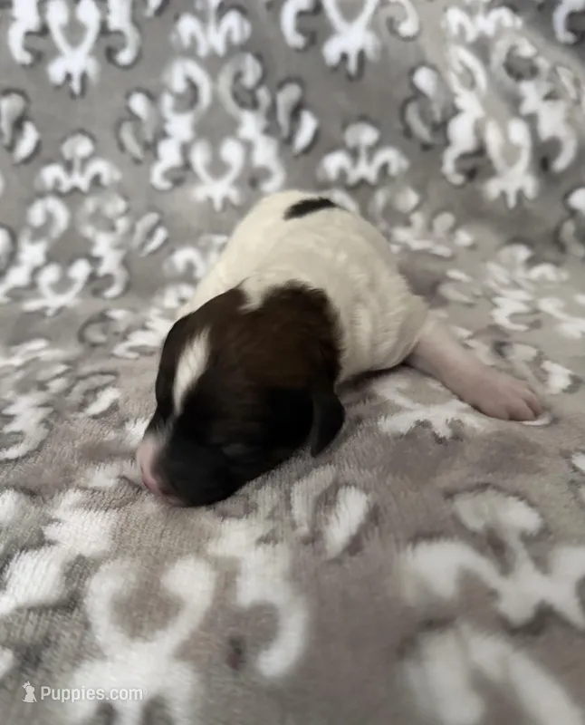 AKC Arlo – Poodle - Miniature  puppy for sale in Tecumseh, OK