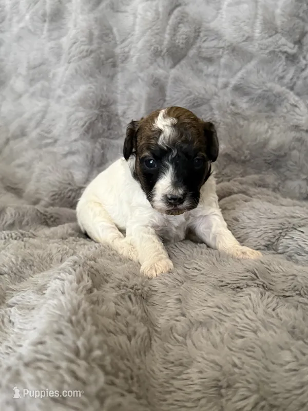 AKC Arlo – Poodle - Miniature  puppy for sale in Tecumseh, OK