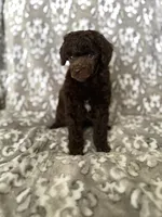 AKC Otto, a male Poodle - Miniature  for sale in Tecumseh, OK – 2 of 4