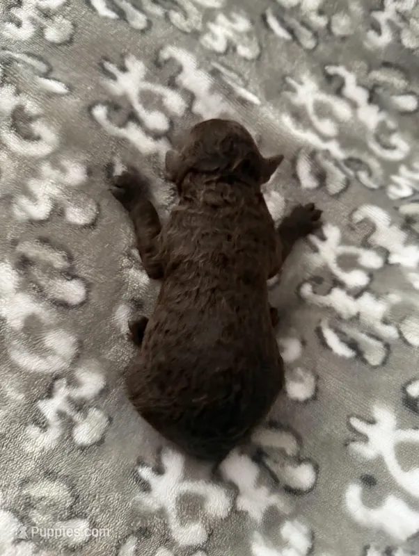 AKC Otto – Poodle - Miniature  puppy for sale in Tecumseh, OK