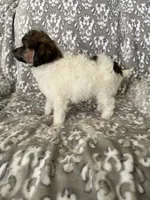 AKC Arlo, a male Poodle - Miniature  for sale in Tecumseh, OK – 5 of 5