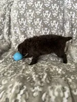 AKC Otto, a male Poodle - Miniature  for sale in Tecumseh, OK – 3 of 4