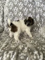 AKC Arlo, a male Poodle - Miniature  for sale in Tecumseh, OK – 4 of 5