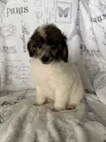 AKC Arlo, a male Poodle - Miniature  for sale in Tecumseh, OK – 5 of 10