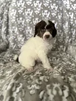 AKC Odin, a male Poodle - Miniature  for sale in Tecumseh, OK – 2 of 4