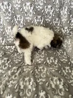 AKC Arlo, a male Poodle - Miniature  for sale in Tecumseh, OK – 2 of 5