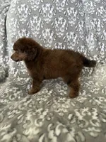 AKC Ziggy, a male Poodle - Miniature  for sale in Tecumseh, OK – 3 of 3