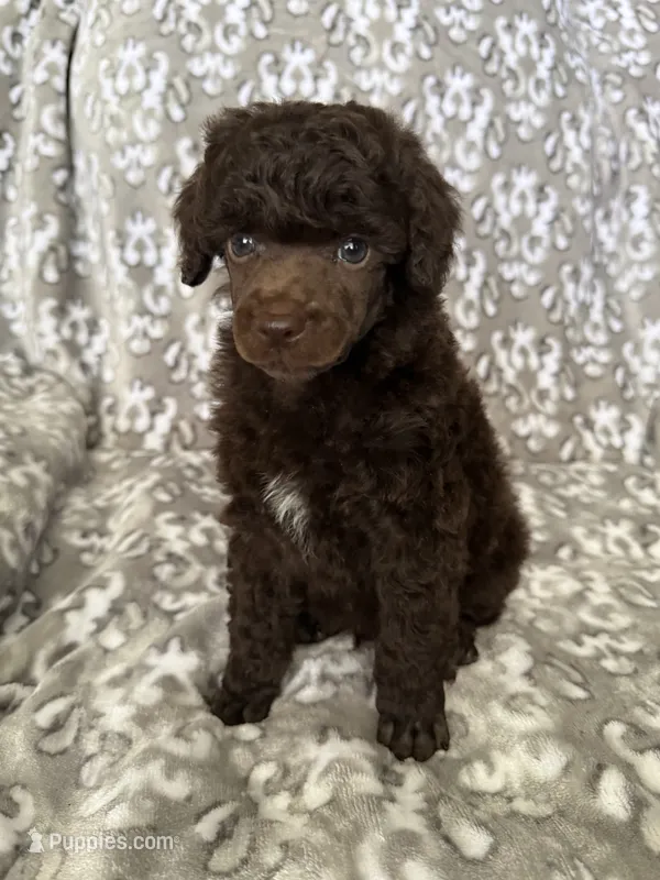 AKC Otto – Poodle - Miniature  puppy for sale in Tecumseh, OK