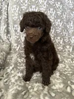 AKC Otto, a male Poodle - Miniature  for sale in Tecumseh, OK – 1 of 4