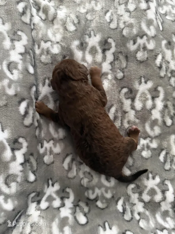 AKC Ziggy – Poodle - Miniature  puppy for sale in Tecumseh, OK