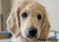 Honey Biscuit🍯, a male Goldendoodle for sale in Lees Summit, MO – Photo 7 of 9