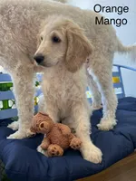 Honey Biscuit🍯, a male Goldendoodle for sale in Lees Summit, MO – Photo 9 of 9