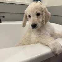 Honey Biscuit🍯, a male Goldendoodle for sale in Lees Summit, MO – Photo 6 of 9