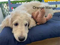 Honey Biscuit🍯, a male Goldendoodle for sale in Lees Summit, MO – Photo 8 of 9