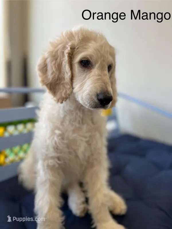 Honey Biscuit🍯 – Goldendoodle puppy for sale in Lees Summit, MO