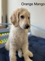 Honey Biscuit🍯, a male Goldendoodle for sale in Lees Summit, MO – Photo 1 of 9