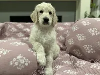 Honey Biscuit🍯, a male Goldendoodle for sale in Lees Summit, MO – Photo 5 of 9