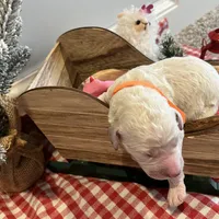 Honey Biscuit🍯, a male Goldendoodle for sale in Lees Summit, MO – Photo 3 of 9