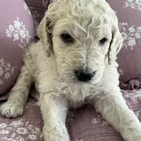 Honey Biscuit🍯, a male Goldendoodle for sale in Lees Summit, MO – Photo 4 of 9