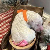 Honey Biscuit🍯, a male Goldendoodle for sale in Lees Summit, MO – Photo 2 of 9