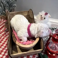 Angel Maple🪽🍁, a female Goldendoodle for sale in Lees Summit, MO – Photo 3 of 10