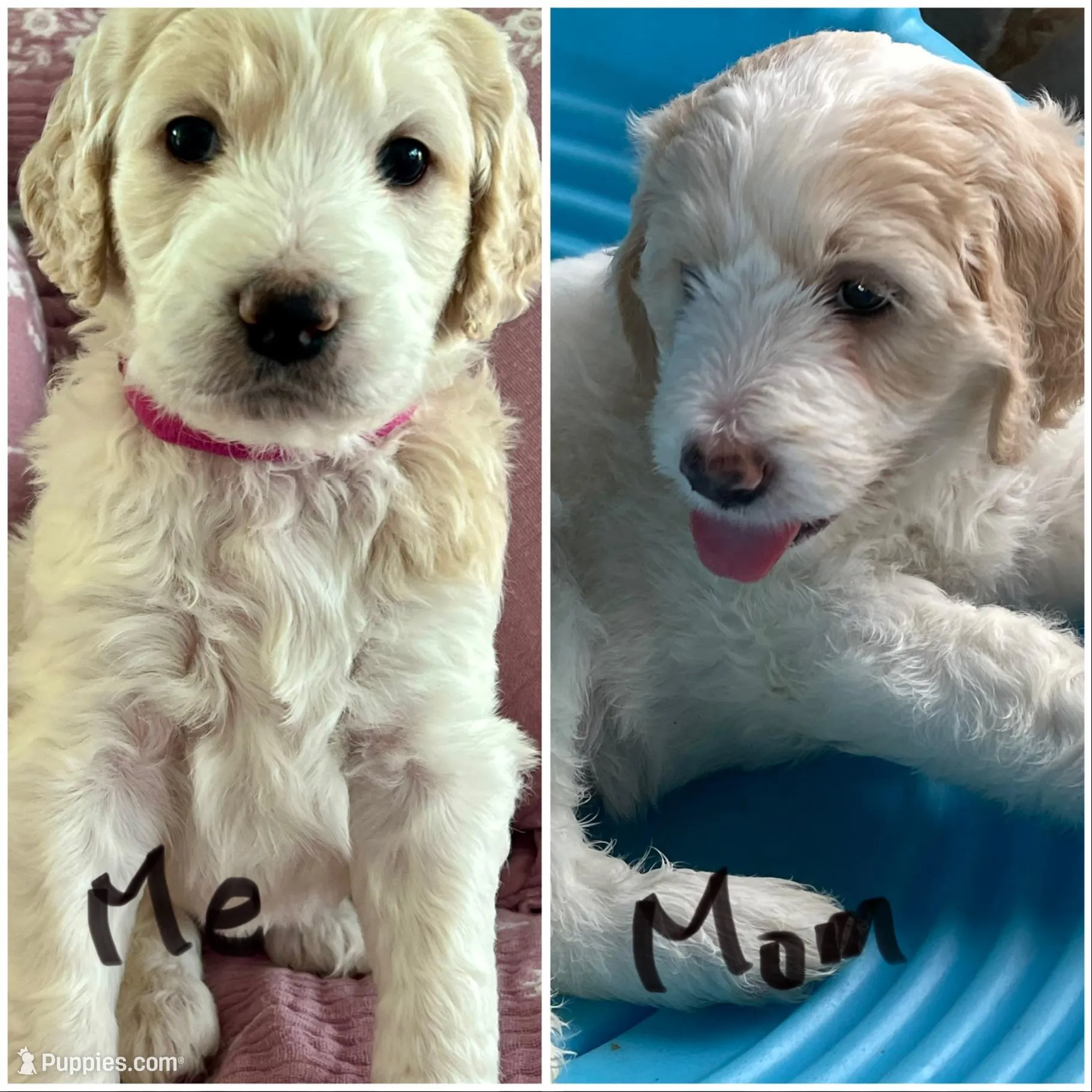 Angel Maple🪽🍁, a female Goldendoodle for sale in Lees Summit, MO – Photo 6 of 10