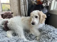 Angel Maple🪽🍁, a female Goldendoodle for sale in Lees Summit, MO – Photo 9 of 10