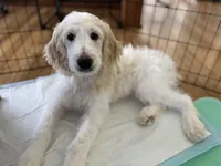 Angel Maple🪽🍁, a female Goldendoodle for sale in Lees Summit, MO – Photo 8 of 10