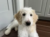 Angel Maple🪽🍁, a female Goldendoodle for sale in Lees Summit, MO – Photo 2 of 10