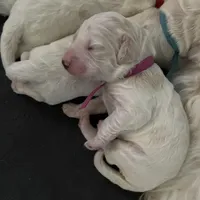 Angel Maple🪽🍁, a female Goldendoodle for sale in Lees Summit, MO – Photo 4 of 10