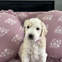 Angel Maple🪽🍁, a female Goldendoodle for sale in Lees Summit, MO – Photo 5 of 10