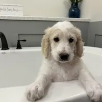 Angel Maple🪽🍁, a female Goldendoodle for sale in Lees Summit, MO – Photo 1 of 10