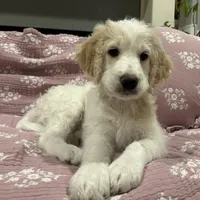 Angel Maple🪽🍁, a female Goldendoodle for sale in Lees Summit, MO – Photo 7 of 10