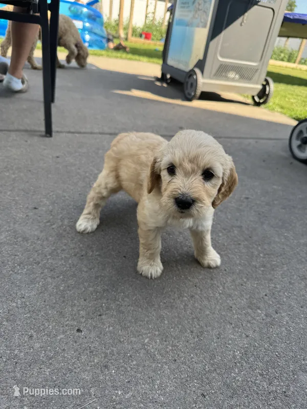 Almond Joy – Miniature Goldendoodle puppy on hold in Moorhead, MN