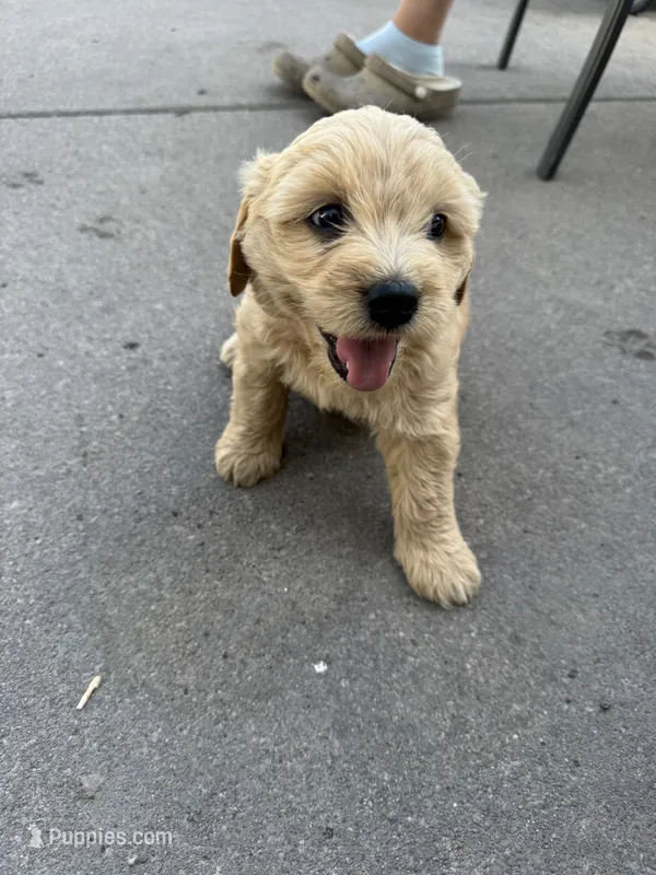 Twix – Miniature Goldendoodle puppy for sale in Moorhead, MN