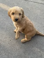 Butterfinger, a female Miniature Goldendoodle for sale in Moorhead, MN – 2 of 2
