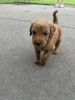 Rollo, a male Miniature Goldendoodle for sale in Moorhead, MN – 3 of 4