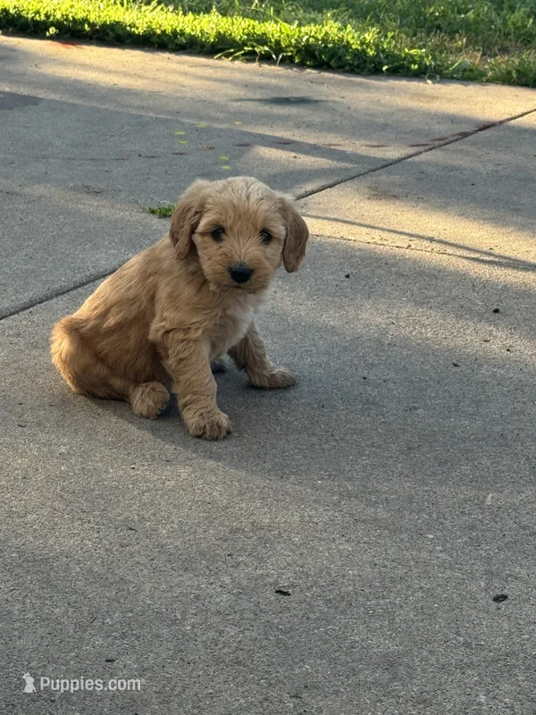 Butterfinger – Miniature Goldendoodle puppy for sale in Moorhead, MN