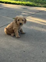 Butterfinger, a female Miniature Goldendoodle for sale in Moorhead, MN – 1 of 2