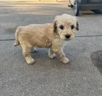 Twix, a female Miniature Goldendoodle for sale in Moorhead, MN – 1 of 2