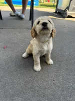 Almond Joy, a female Miniature Goldendoodle for sale in Moorhead, MN – 2 of 3