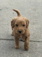 Rollo, a male Miniature Goldendoodle for sale in Moorhead, MN – 4 of 4