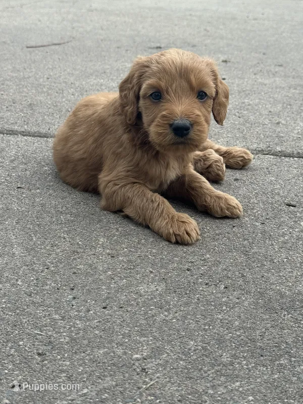 Rollo – Miniature Goldendoodle puppy for sale in Moorhead, MN