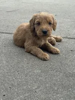 Rollo, a male Miniature Goldendoodle for sale in Moorhead, MN – 1 of 4