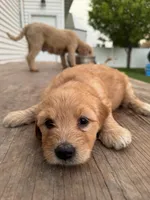 Baby Ruth, a female Miniature Goldendoodle for sale in Moorhead, MN – 3 of 3